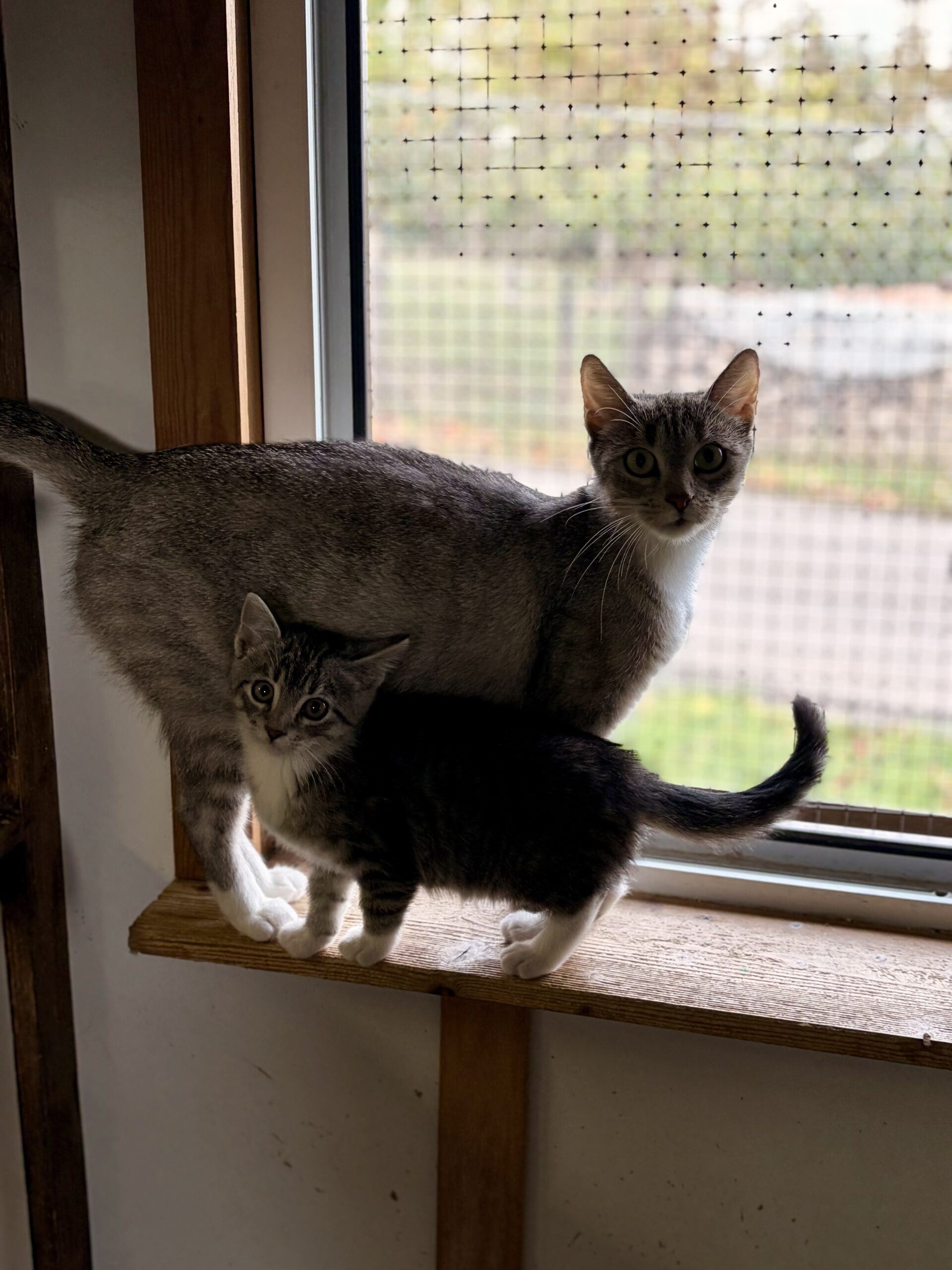 Rose und ihre Kitten