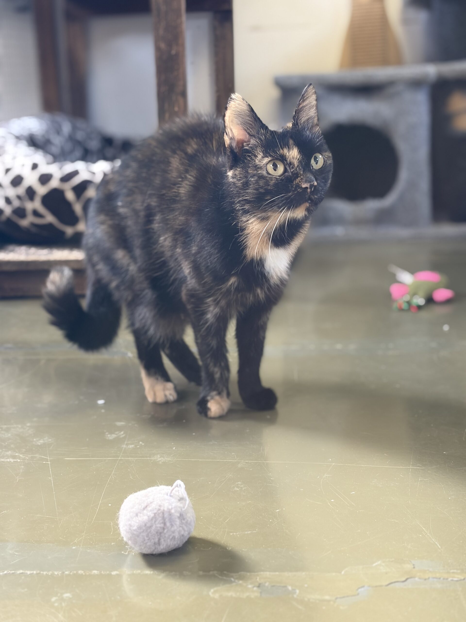 Patty und ihre Kitten