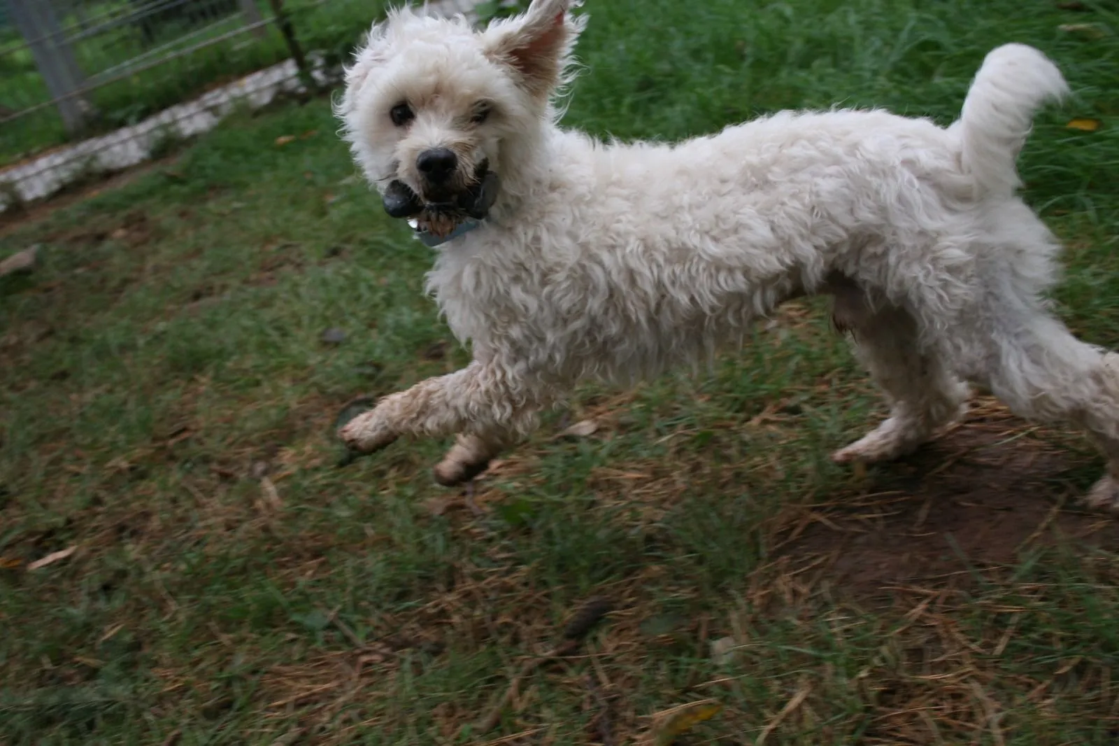Knut