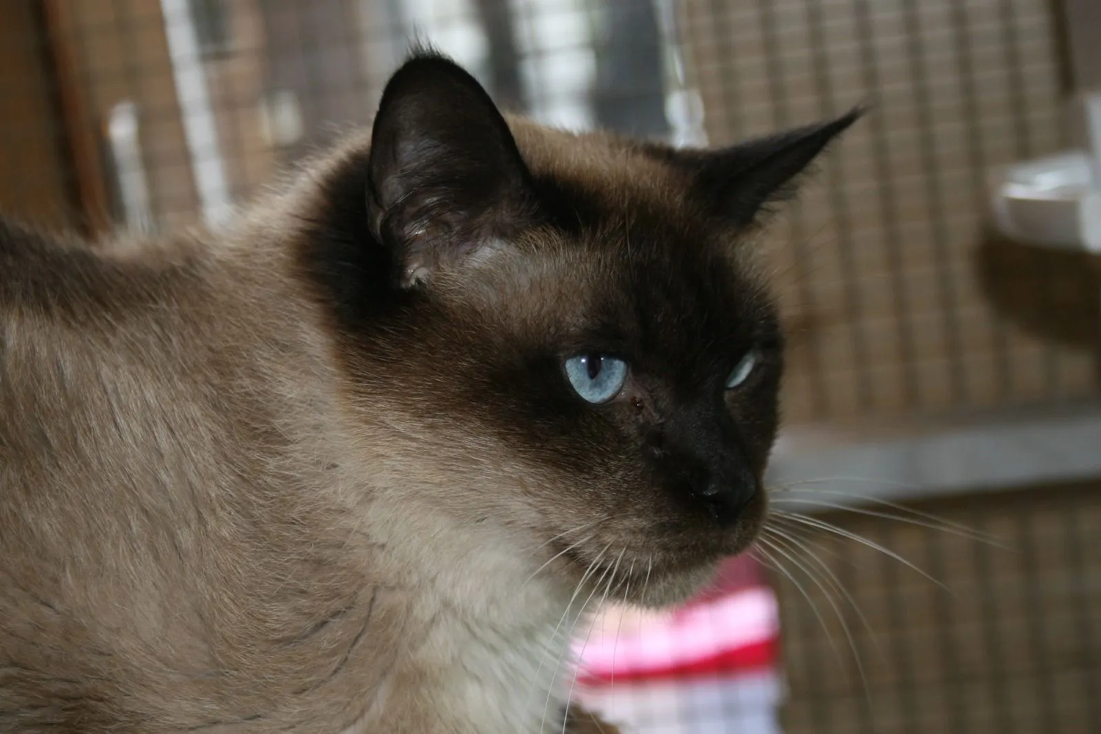 Sam