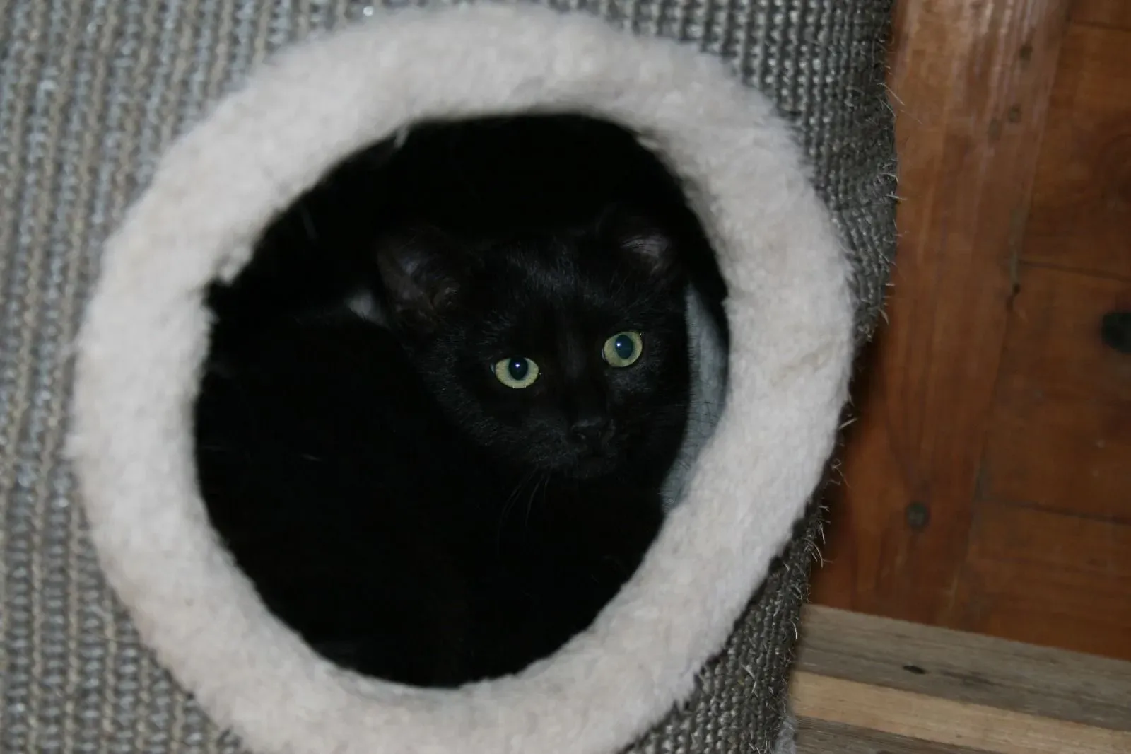 Wilma