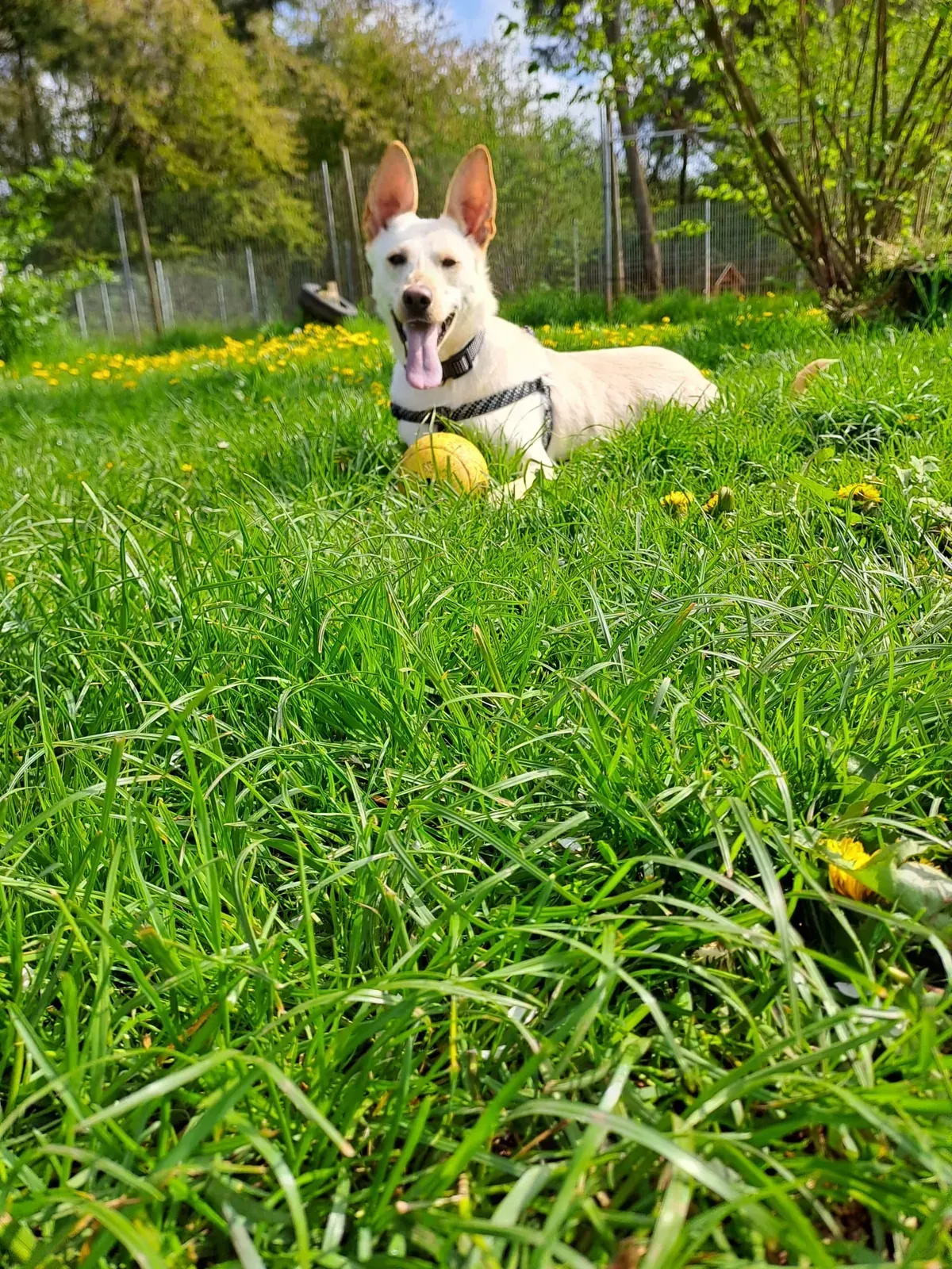 Bono