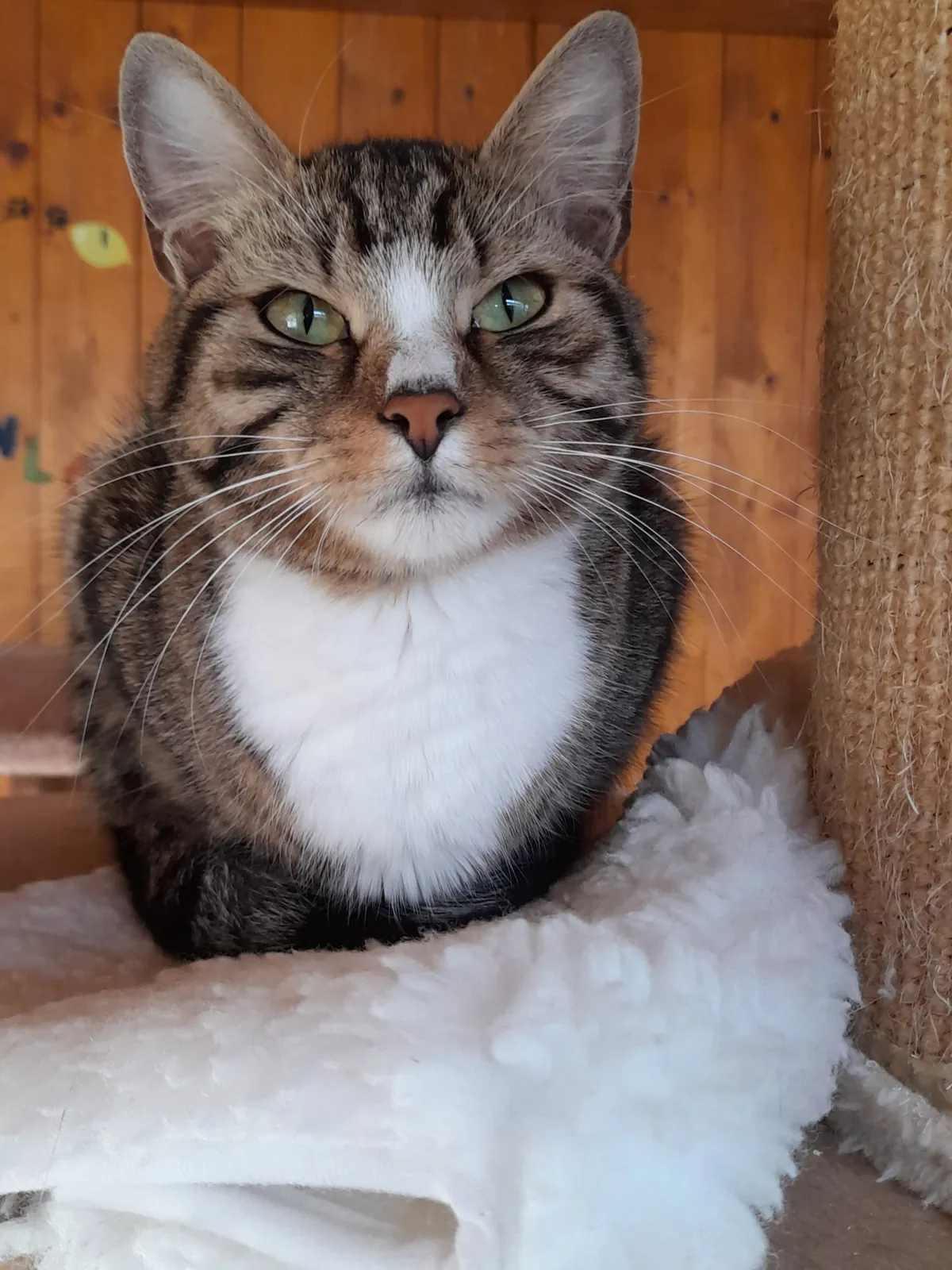 Katze 15 von 36
