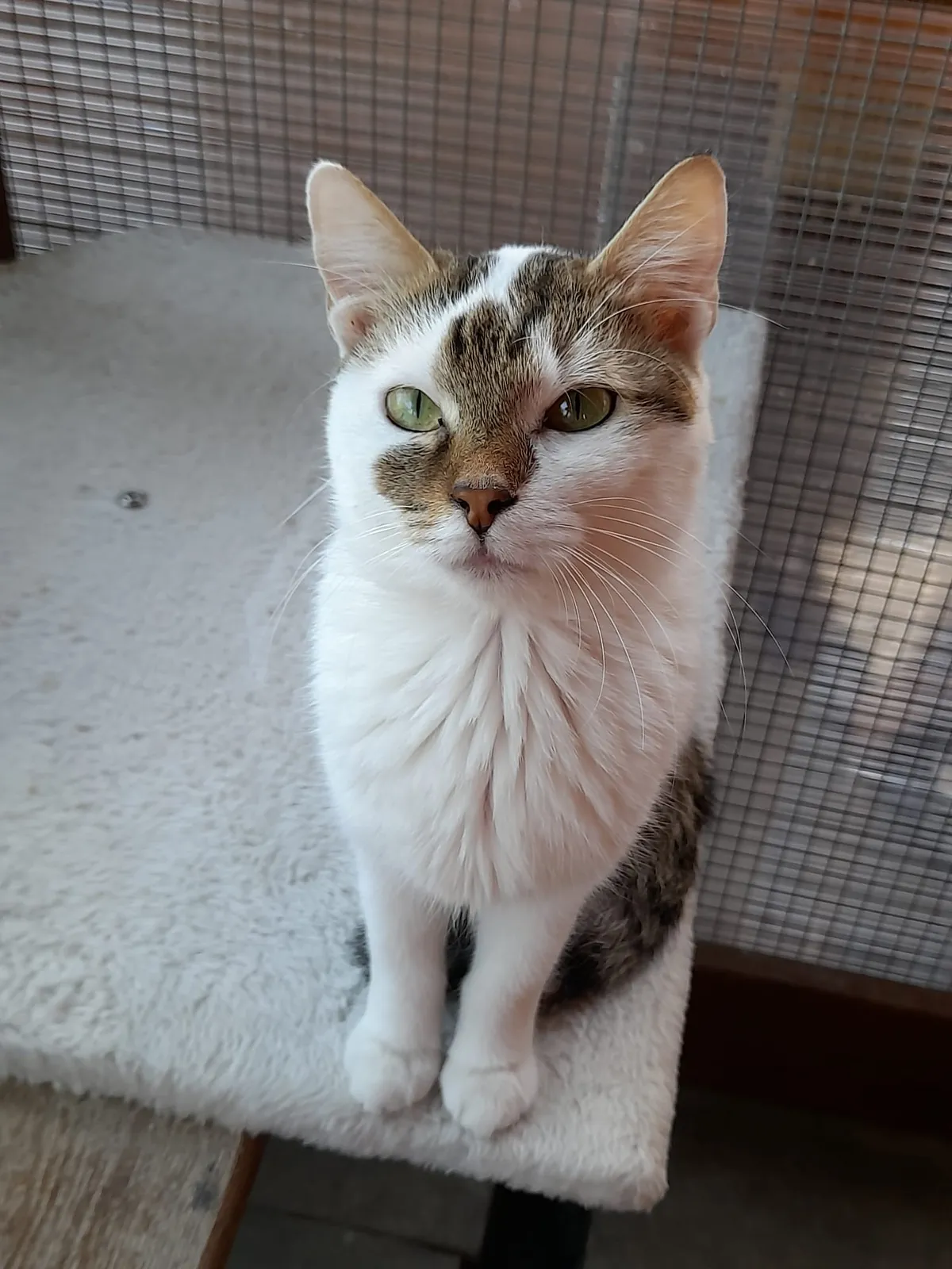 Katze 18 von 36