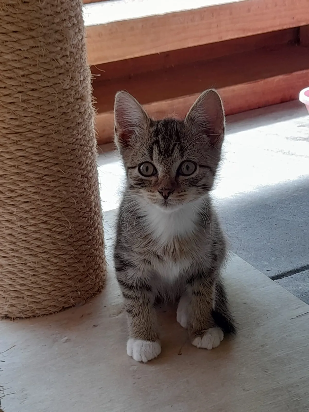 Katze 17 von 36