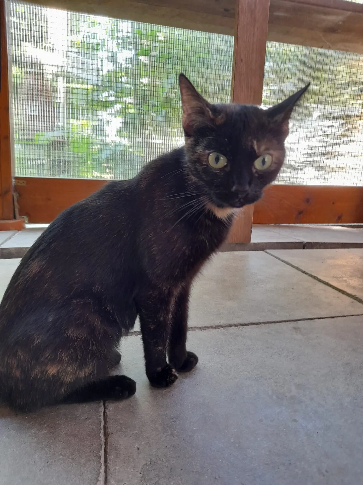 Katze 1 von 36