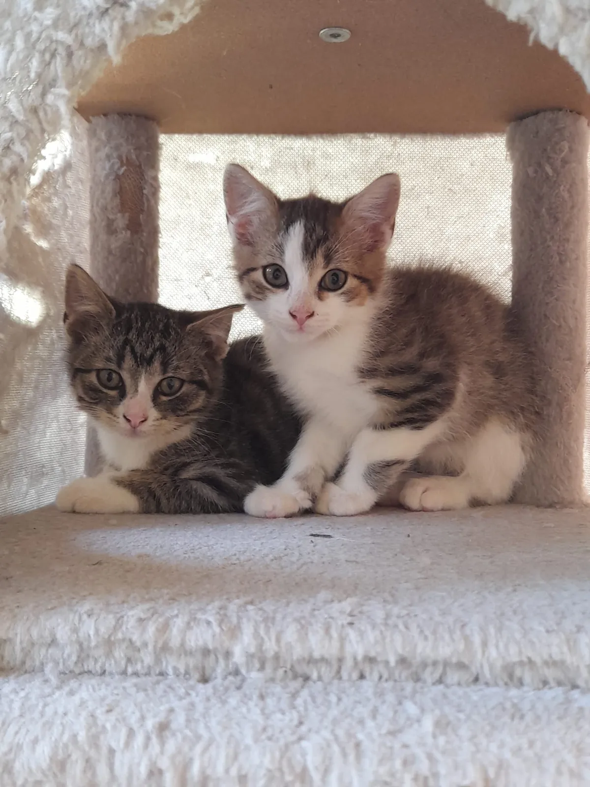 Katze 10 und 11 von 36