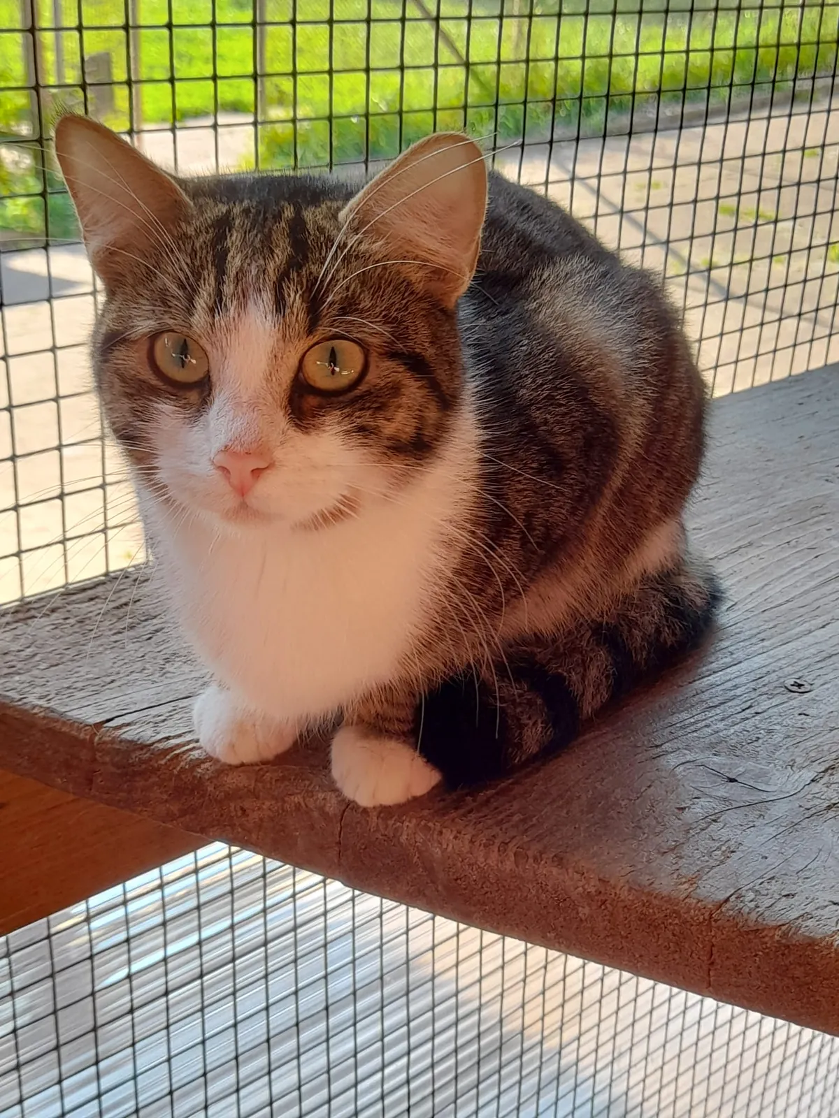 Katze 12 von 36
