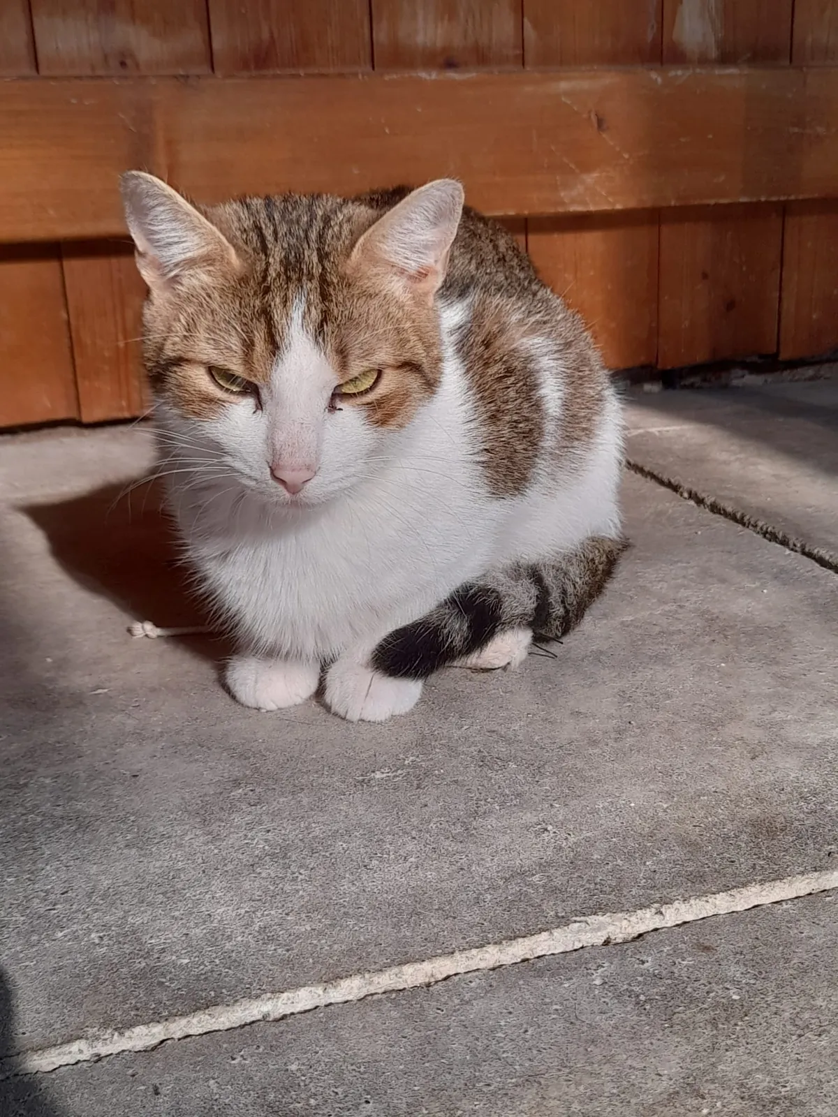 Katze 13 von 36