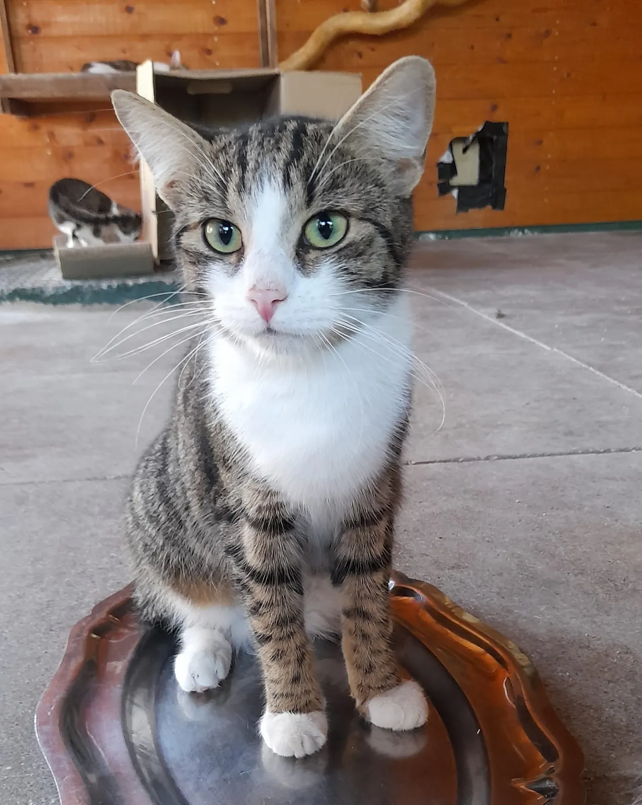 Katze 2 von 36