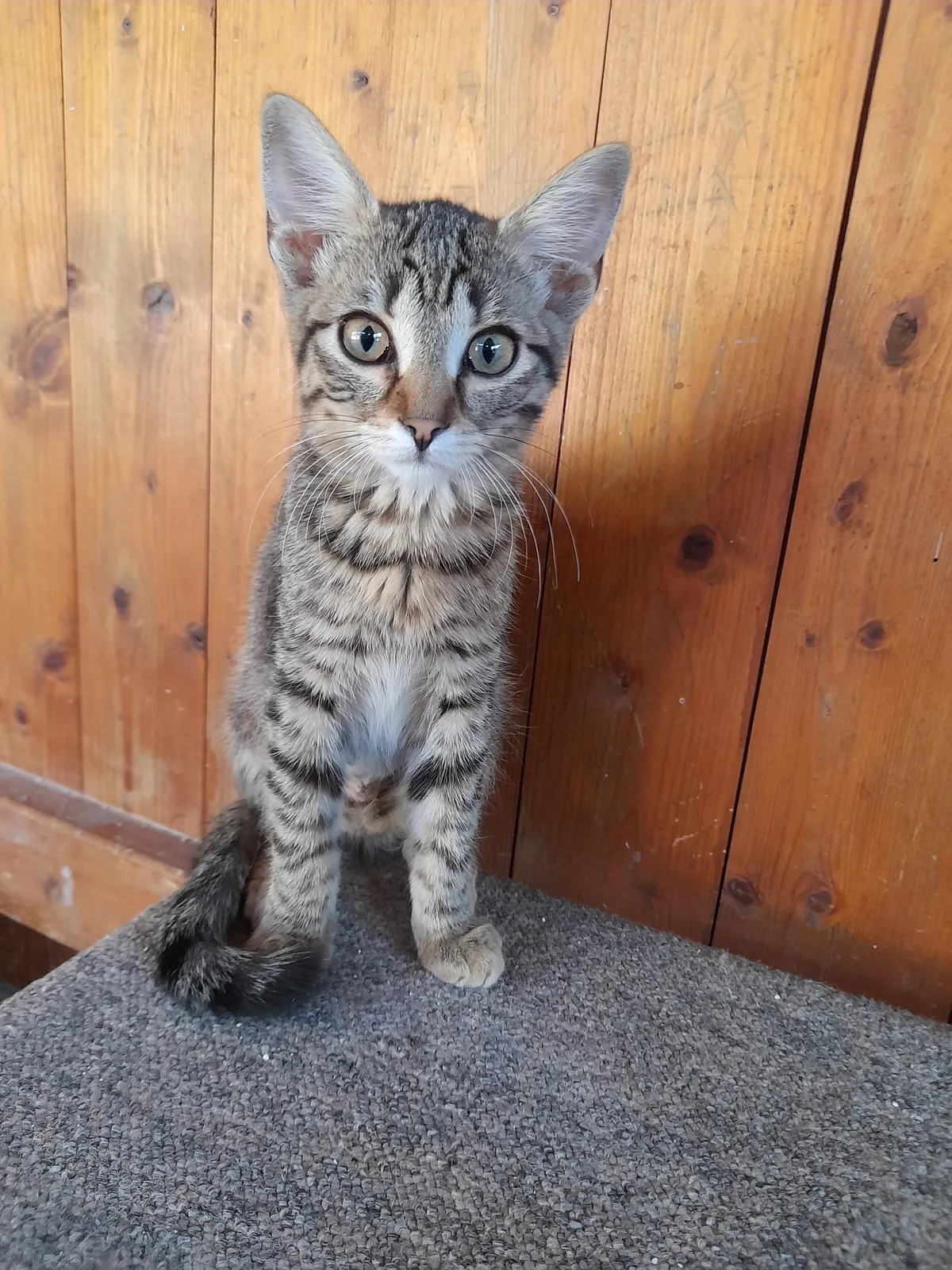 Katze 3 von 36