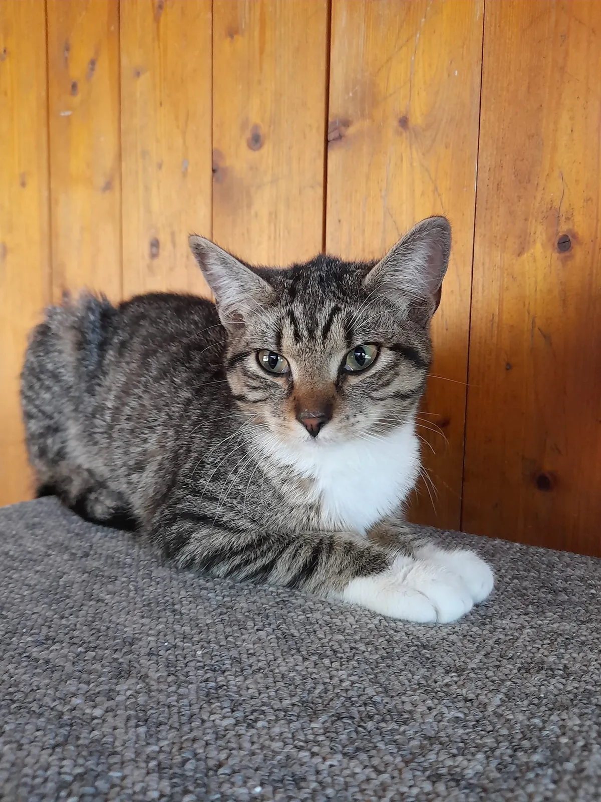 Katze 4 von 36