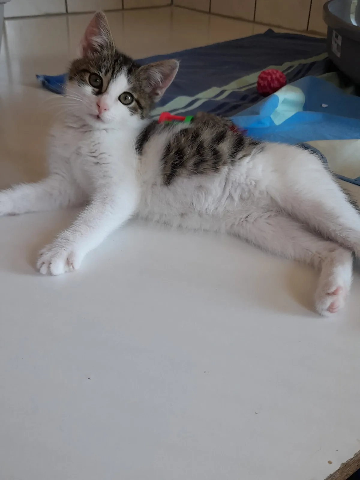 Katze 5 von 36