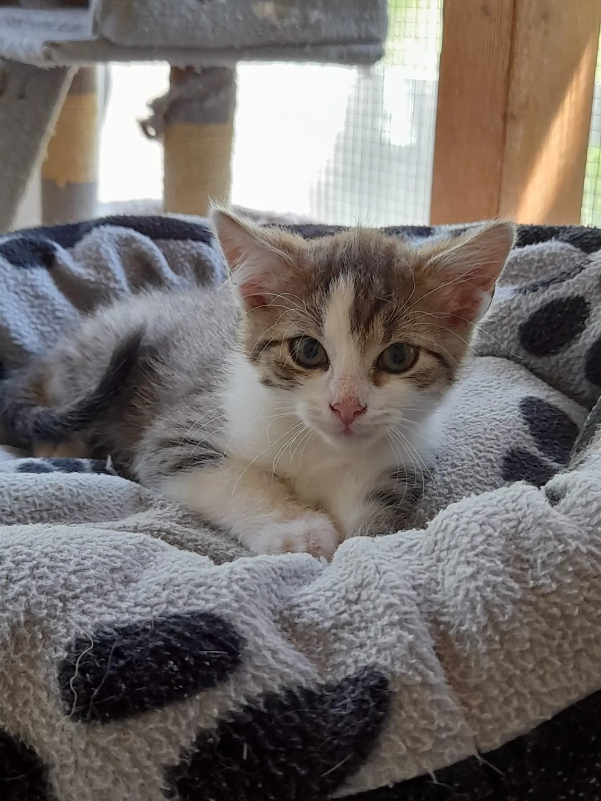 Katze 6 von 36