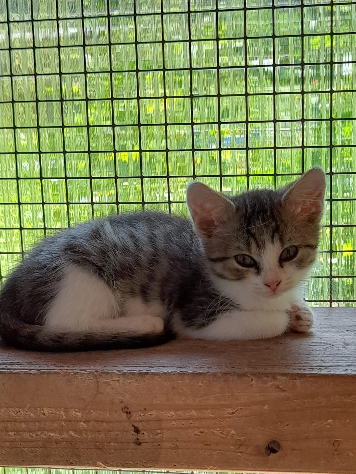 Katze 7 von 36