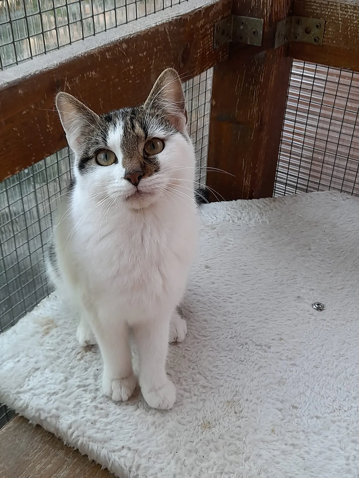 Katze 8 von 36
