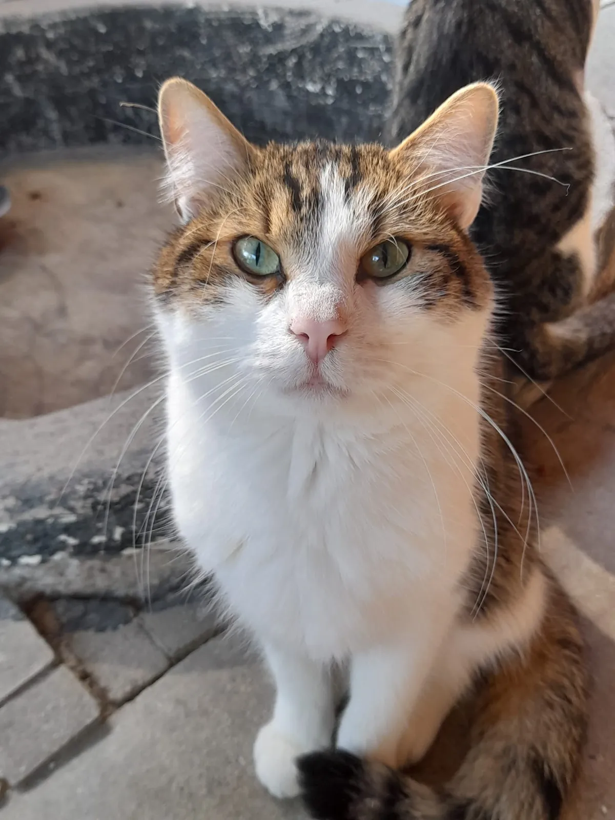 Katze 9 von 36