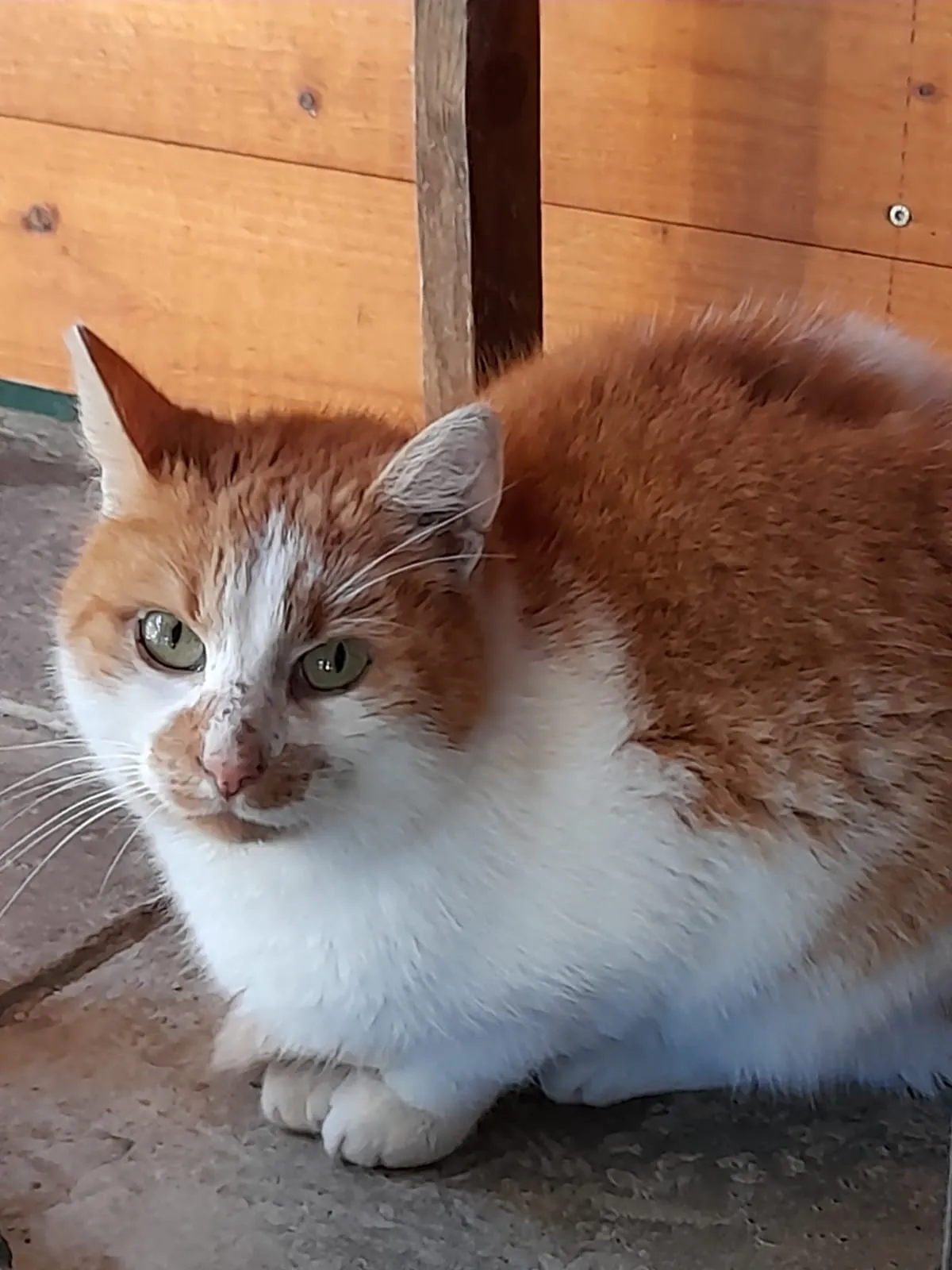 Kasper