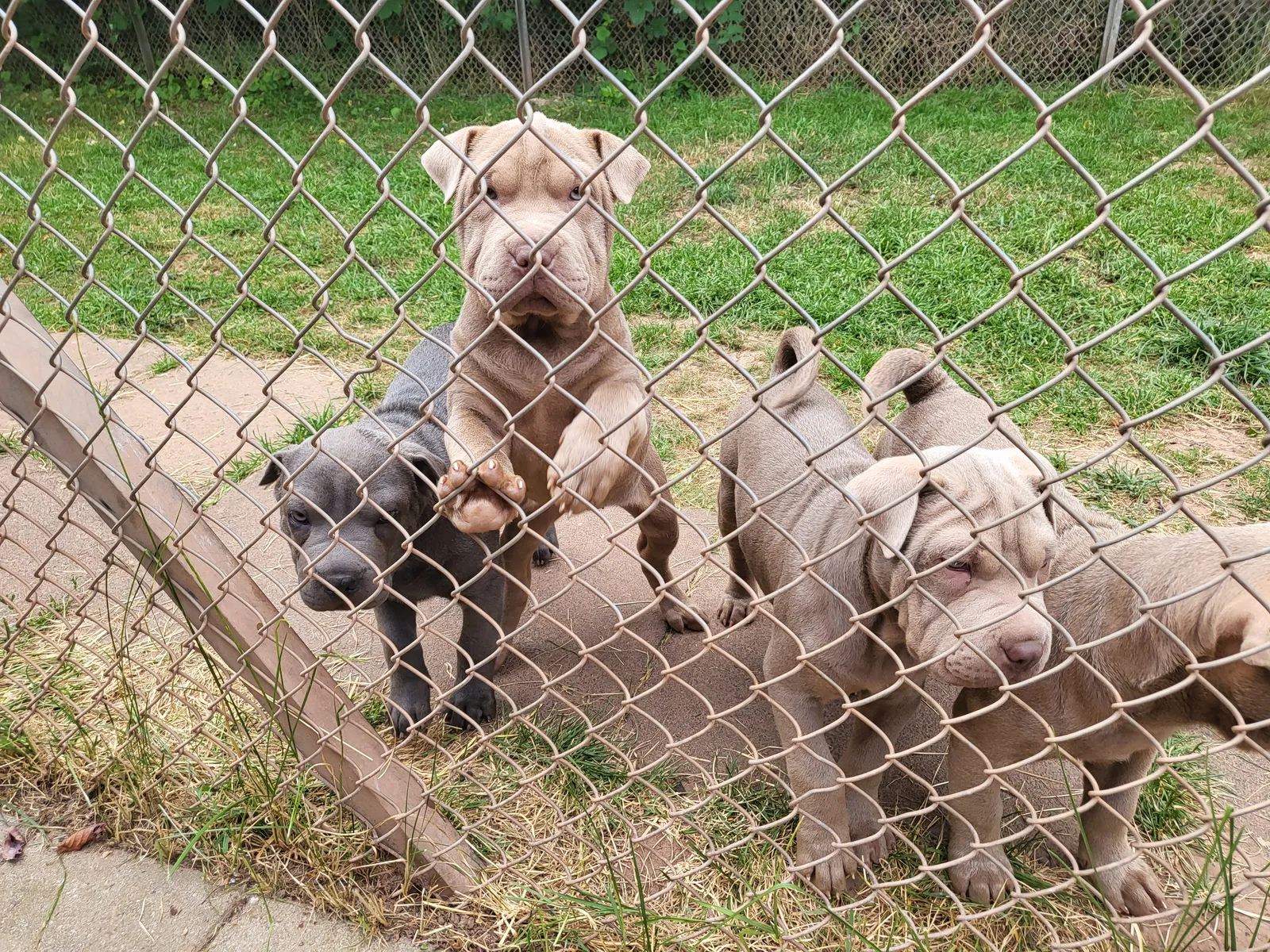 Shar-Pei-Welpe Otto